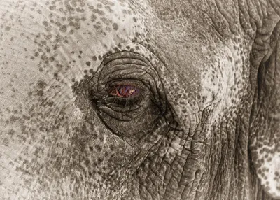 Скачать обои глаза, слон, хобот, крупный, раздел животные в разрешении  1024x1024