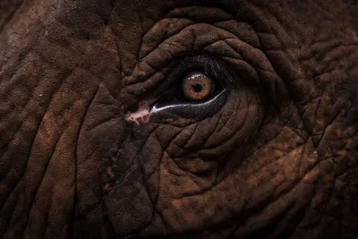 Скачать обои глаза, слон, мультфильм, цирк, уши, хобот, слоник, Dumbo,  раздел фильмы в разрешении 2880x1800