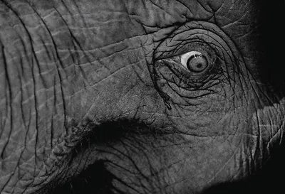 Обои слон, глаз, ан, раздел Животные, размер 1920x1280 - скачать бесплатно  картинку на рабочий стол и телефон