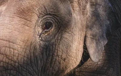 Левый глаз слона» — создано в Шедевруме