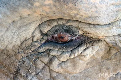 глаз слона стоковое фото. изображение насчитывающей вышесказанного -  15799030