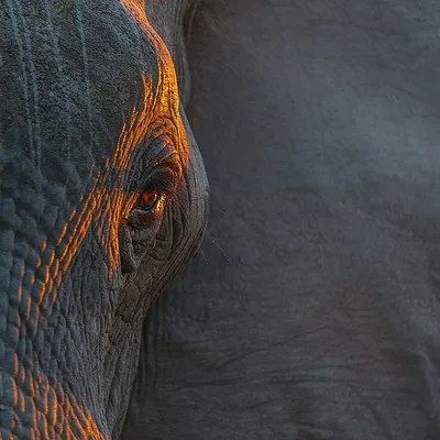 Я когда смотрю в глаза слона👀 я удивляюсь на сколько они мудрые и  глубокие, для меня слоны реально священные животные, что-то в них есть… |  Instagram