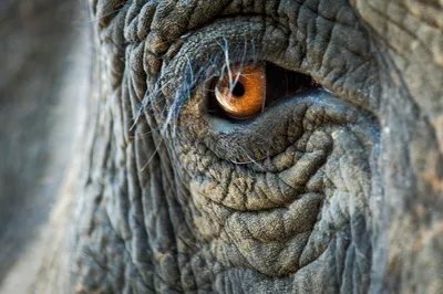картинки : Морщить, Кожа, Глаз, Слоны и мамонты, Крупным планом,  Африканский слон, Орган, Земное животное, Индийский слон, Морда, тело  человека, фотография, Плоть, Дикая природа 3000x2000 - - 1514641 - красивые  картинки - PxHere
