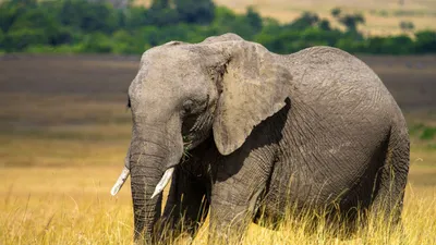 Красота и величие слонов | qil.ru