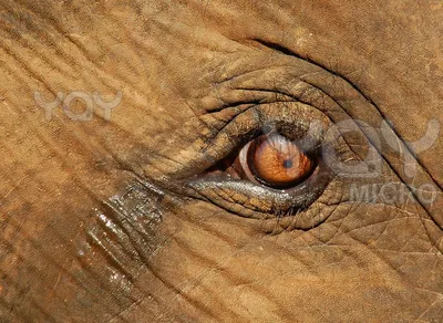 Бесплатные Глаза слона стоковые фотографии | FreeImages