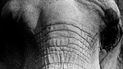Крупным планом фото глаз слонов · Бесплатные стоковые фото