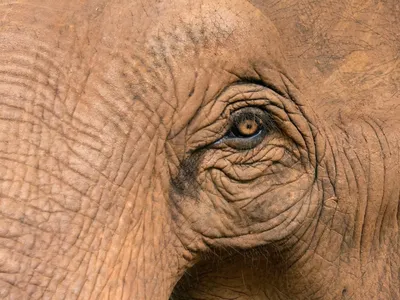 глаз слона крупным планом, слон морда крупным планом, Hd фотография фото,  слон фон картинки и Фото для бесплатной загрузки