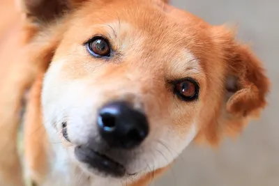 Фотографии мира «глазами собаки» потрясли ученых. Рассказываем почему -  KP.RU