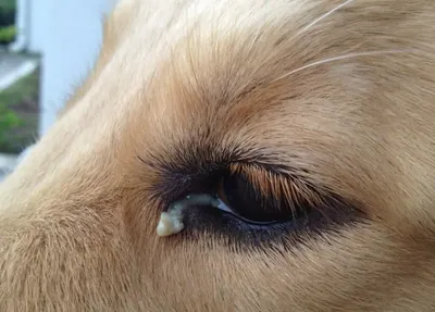 Травмы глаз у собак и кошек. Интервью с офтальмологом