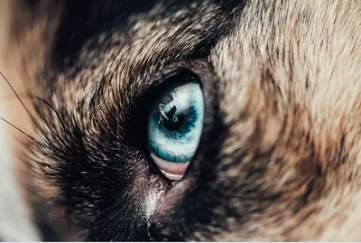 Слезятся глаза у собаки: причины патологии и особенности лечения — Статьи  ветклиники «АМИКУС ВЕТ»