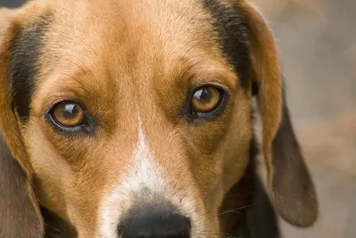 У собаки слезятся глаза: почему и что делать? | Блог зоомагазина  Zootovary.com