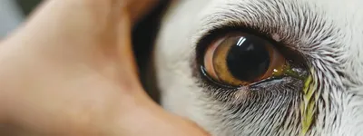 Что делать, если собаке в глаз попало инородное тело | Инструкция от АВЗ