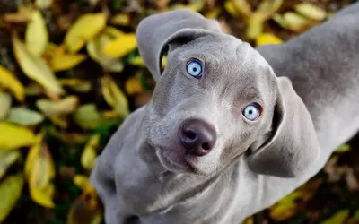 У собаки гноятся глаза: причины и способы лечения