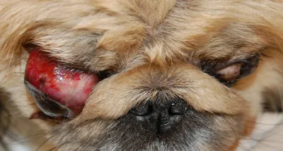 Выпадение глаз (проптоз) у собак - причины, фото, лечение - ветеринарная  офтальмология Реком