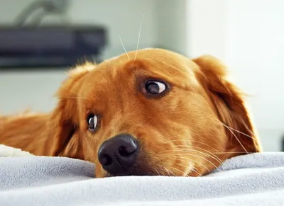 Эксперт назвал признаки проблем с глазами у собак | Ветеринария и жизнь
