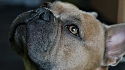 Кинологи предупредили об опасности смотреть в глаза собаке - В регионе -  РИАМО в Королеве