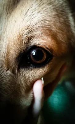 Почему у собаки слезятся глаза? - ответы на вопросы