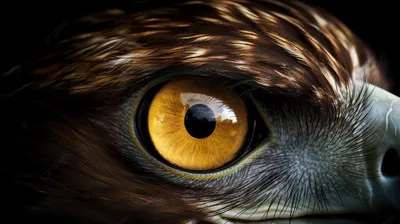 Ученые обнаружили сов с необычным цветом глаз