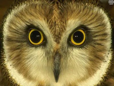 изображение глаза совы на черном фоне, орлиный глаз картинки фон картинки и  Фото для бесплатной загрузки