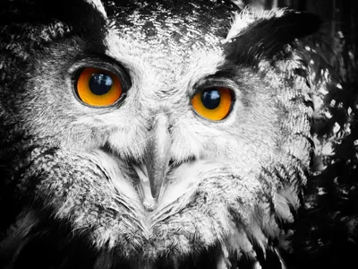 Бесплатные глаз совы стоковые фотографии | FreeImages