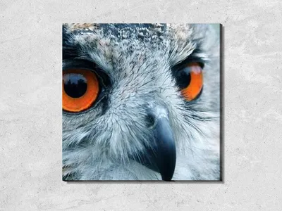 Синие глаза совы — Блог Тимура Хусяинова
