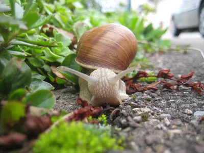 Макрос улиток глаза. Achatina Fulica выглядит линзы фотоаппарата. Закрыть  вверх большой взрослой улиток вползая в банановый лист в Стоковое Фото -  изображение насчитывающей макрос, ангстрома: 198484272