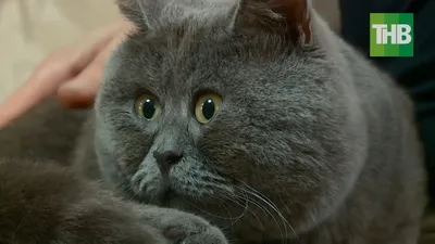 Глаза-магнит: ростовский кот Федя покорил соцсети необычным взглядом –  видео | tnv.ru