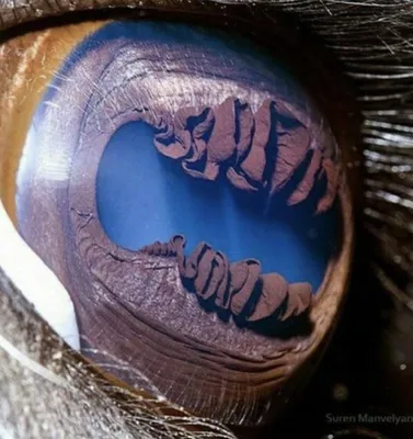 Глаза верблюда стоковое изображение. изображение насчитывающей конец -  111422937