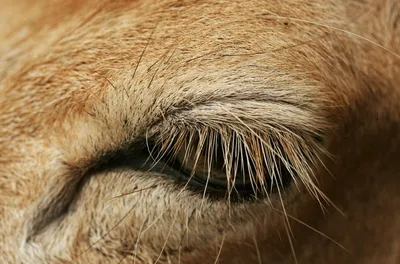 Глаз верблюда - 60 фото