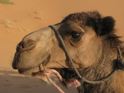 Как верблюды выживают в экстремальных условиях | Вокруг Света