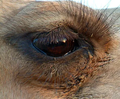 Глаз верблюда стоковое фото. изображение насчитывающей ресницы - 6274138