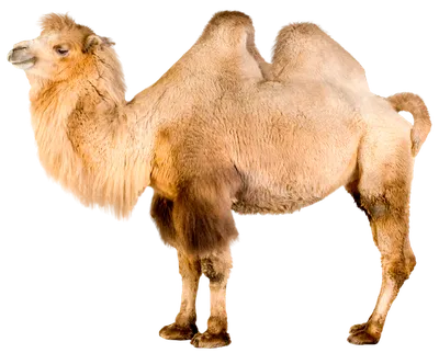 Профиль верблюда белый верблюд, …» — создано в Шедевруме