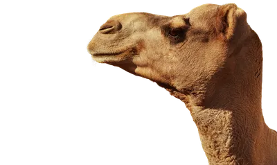 крупный план лица верблюда, верблюжья морда, глава, глаз фон картинки и  Фото для бесплатной загрузки