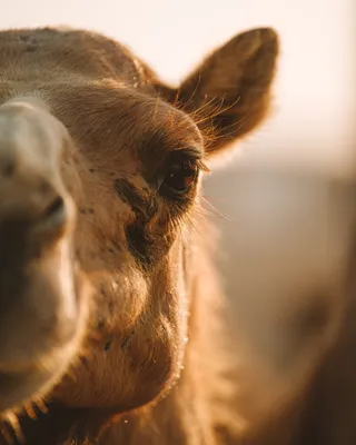 Почему верблюдам не мешает летящий в глаза песок? Описание, фото и видео -  Научно-популярный журнал: «Как и Почему»