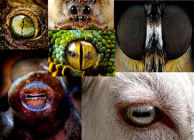 Зеркало души: фотоподборка красивых глаз животных | Высоцкая Life
