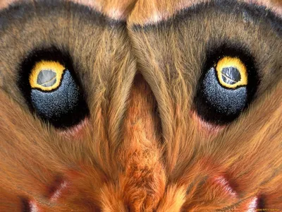National Geographic показал невероятные снимки глаз животных - Новости  Украины - InfoResist
