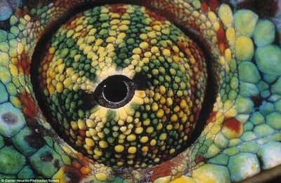 Удивительные глаза животных. | UNKNOWN PLANET | Дзен