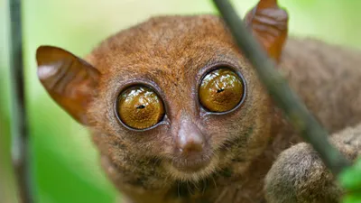 Самые красивые глаза у животного - 81 фото