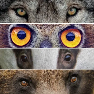 Красивые глаза животных в объективе французского фотографа  _russian.china.org.cn