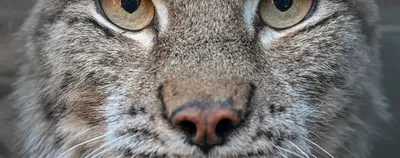 10 животных с самыми большими глазами | О животных и людях | Дзен