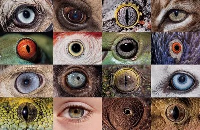 Глаза млекопитающихся - красивые фото и картинки pofoto.club