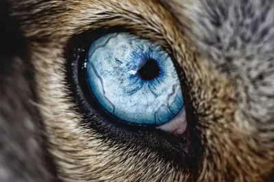 Бесплатное изображение: кошка, животных, котенок, глаза, морда