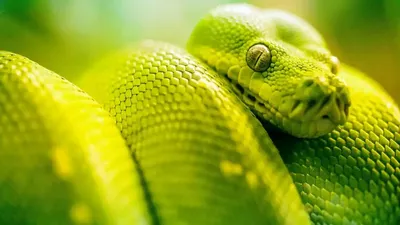 Зеленые змеиные глаза - 67 фото