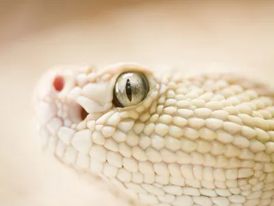 Конец на глаза змеи стоковое изображение. изображение насчитывающей фото -  191127695