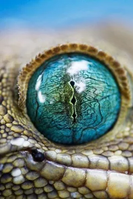 Глаза змеи» — создано в Шедевруме