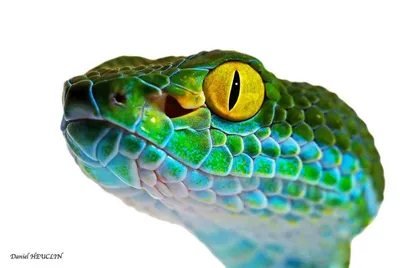 Глаза змеи: в литературе и жизни | Стиль жизни | Дзен
