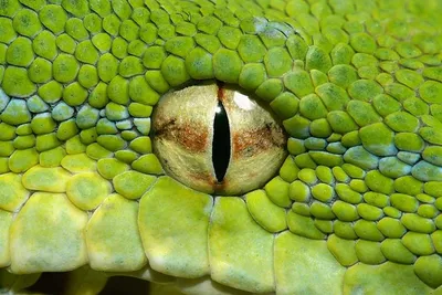 Завораживающие фотографии змей | Фотографии, Глаза, Змея