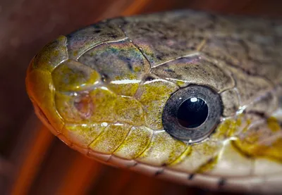 Глаз змеи | Пикабу