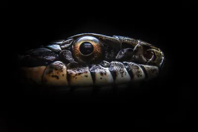 глаза коричневого хвостатого питона, картинка голова змеи, змея, глава фон  картинки и Фото для бесплатной загрузки