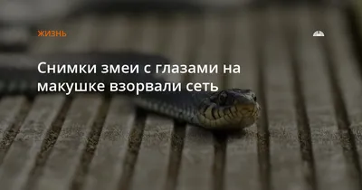 У страха глаза велики? Почему змей в Приморье стали видеть всё чаще |  ОБЩЕСТВО | АиФ Владивосток